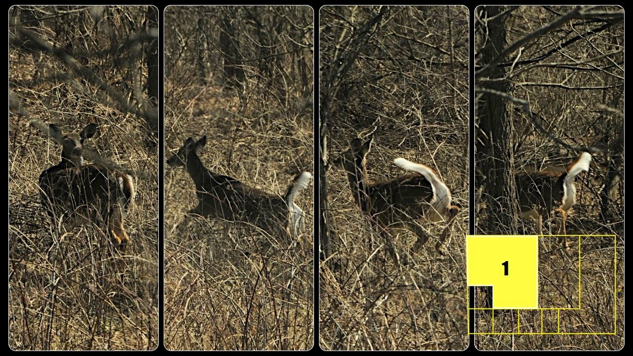 Property photo 13 - Real Estate Auction - 238 Acres Offered in 8 Tracts