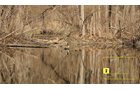 Property photo 19 - Real Estate Auction - 238 Acres Offered in 8 Tracts