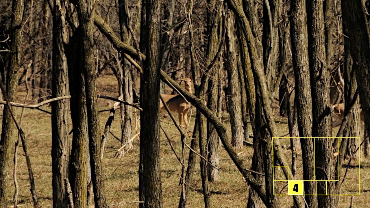 Property photo 31 - Real Estate Auction - 238 Acres Offered in 8 Tracts