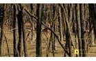 Property photo 31 - Real Estate Auction - 238 Acres Offered in 8 Tracts