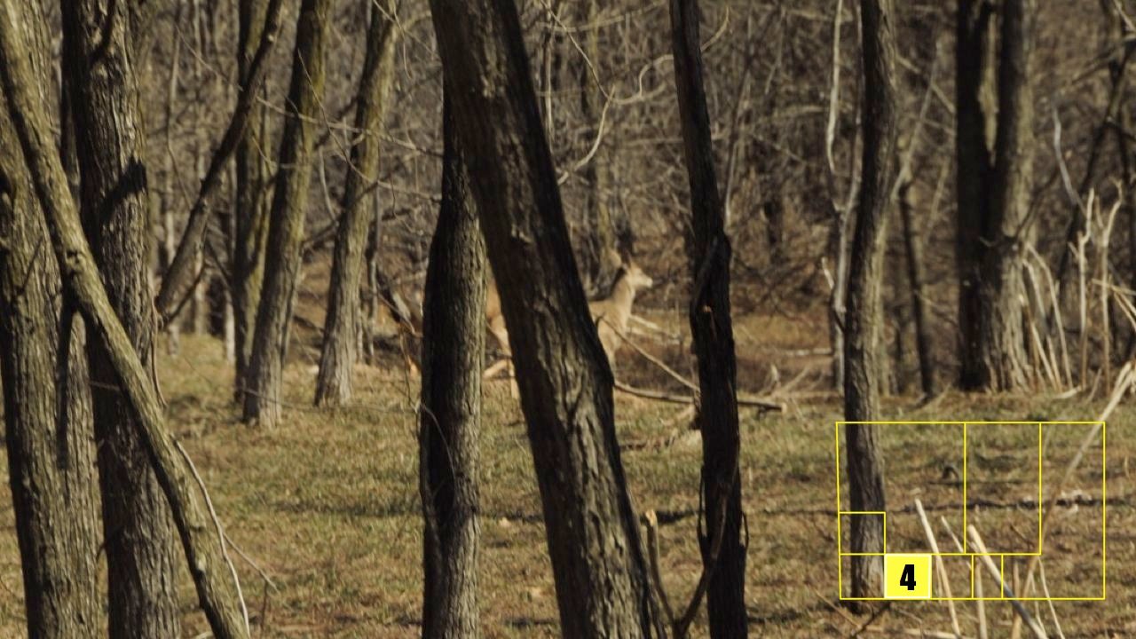 Property photo 32 - Real Estate Auction - 238 Acres Offered in 8 Tracts