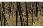 Property photo 32 - Real Estate Auction - 238 Acres Offered in 8 Tracts