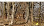 Property photo 36 - Real Estate Auction - 238 Acres Offered in 8 Tracts