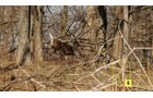 Property photo 79 - Real Estate Auction - 238 Acres Offered in 8 Tracts