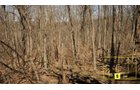 Property photo 38 - Real Estate Auction - 238 Acres Offered in 8 Tracts