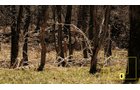 Property photo 48 - Real Estate Auction - 238 Acres Offered in 8 Tracts