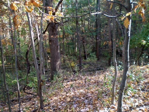 Property photo 69 - Real Estate Auction - 238 Acres Offered in 8 Tracts