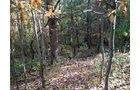 Property photo 69 - Real Estate Auction - 238 Acres Offered in 8 Tracts