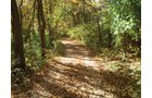 Property photo 86 - Real Estate Auction - 238 Acres Offered in 8 Tracts