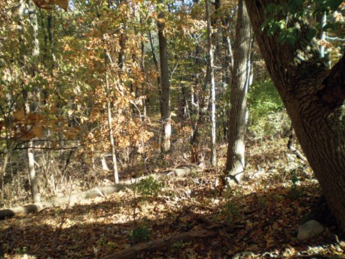 Property photo 82 - Real Estate Auction - 238 Acres Offered in 8 Tracts