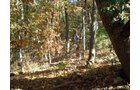 Property photo 82 - Real Estate Auction - 238 Acres Offered in 8 Tracts