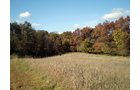 Property photo 83 - Real Estate Auction - 238 Acres Offered in 8 Tracts
