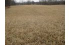 Property photo 7 - 36+/- Acres Offered in 2 Tracts