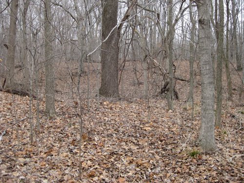 Property photo 8 - 36+/- Acres Offered in 2 Tracts