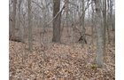 Property photo 8 - 36+/- Acres Offered in 2 Tracts