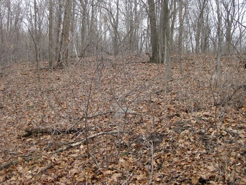 Property photo 10 - 36+/- Acres Offered in 2 Tracts