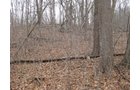 Property photo 9 - 36+/- Acres Offered in 2 Tracts