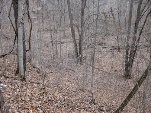 Property photo 11 - 36+/- Acres Offered in 2 Tracts