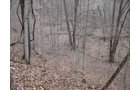 Property photo 11 - 36+/- Acres Offered in 2 Tracts