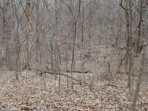 Property photo 3 - 36+/- Acres Offered in 2 Tracts