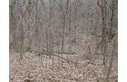 Property photo 3 - 36+/- Acres Offered in 2 Tracts