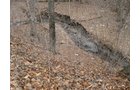 Property photo 2 - 36+/- Acres Offered in 2 Tracts