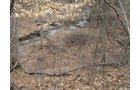 Property photo 12 - 36+/- Acres Offered in 2 Tracts