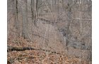 Property photo 5 - 36+/- Acres Offered in 2 Tracts