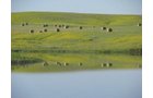 Property photo 18 - Land Auction - 2,485 Acres in 23 Tracts, Prime Pasture, Newer Country Home