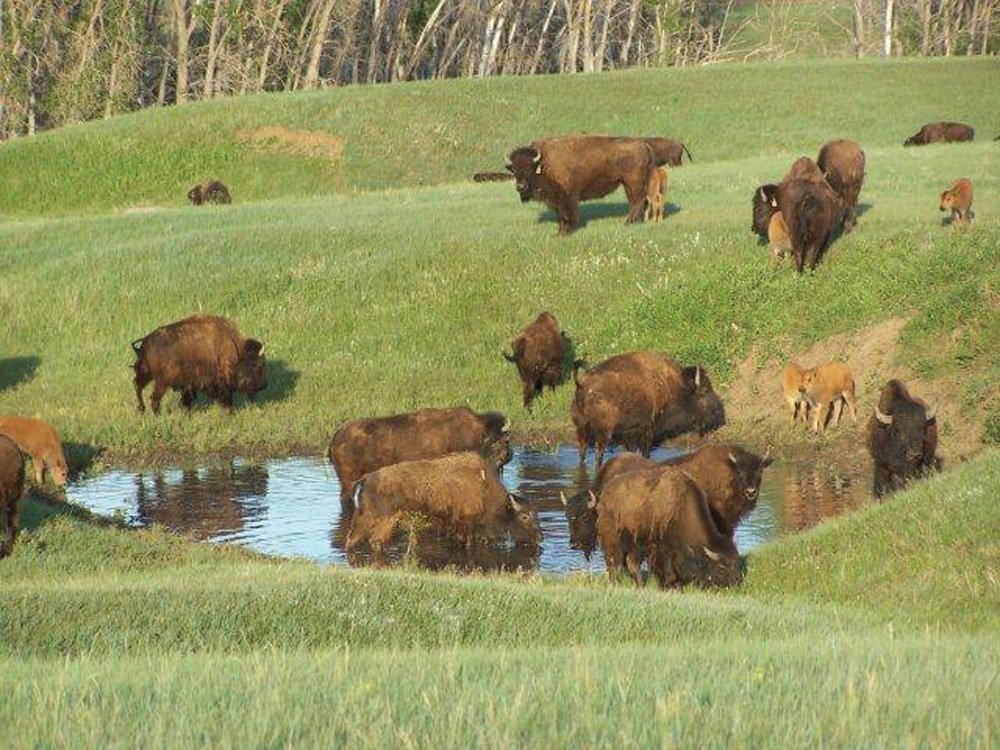 Property photo 23 - Land Auction - 2,485 Acres in 23 Tracts, Prime Pasture, Newer Country Home