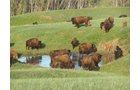 Property photo 23 - Land Auction - 2,485 Acres in 23 Tracts, Prime Pasture, Newer Country Home