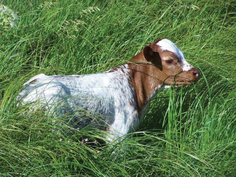 Property photo 24 - Land Auction - 2,485 Acres in 23 Tracts, Prime Pasture, Newer Country Home