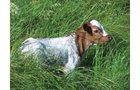 Property photo 24 - Land Auction - 2,485 Acres in 23 Tracts, Prime Pasture, Newer Country Home