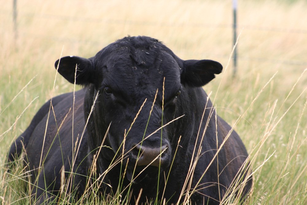 Property photo 4 - Land Auction - 2,485 Acres in 23 Tracts, Prime Pasture, Newer Country Home