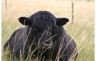 Property photo 4 - Land Auction - 2,485 Acres in 23 Tracts, Prime Pasture, Newer Country Home