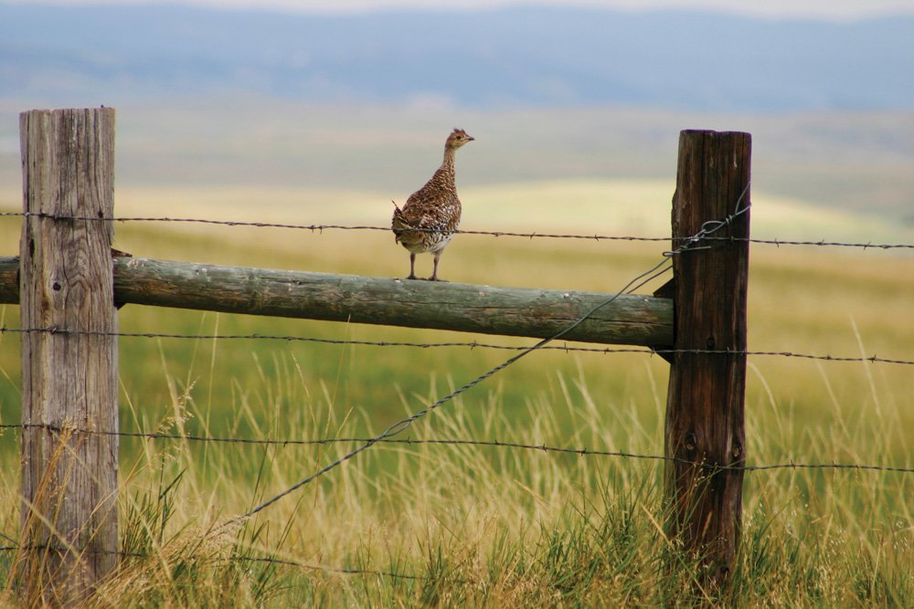 Property photo 13 - Land Auction - 2,485 Acres in 23 Tracts, Prime Pasture, Newer Country Home