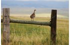 Property photo 13 - Land Auction - 2,485 Acres in 23 Tracts, Prime Pasture, Newer Country Home