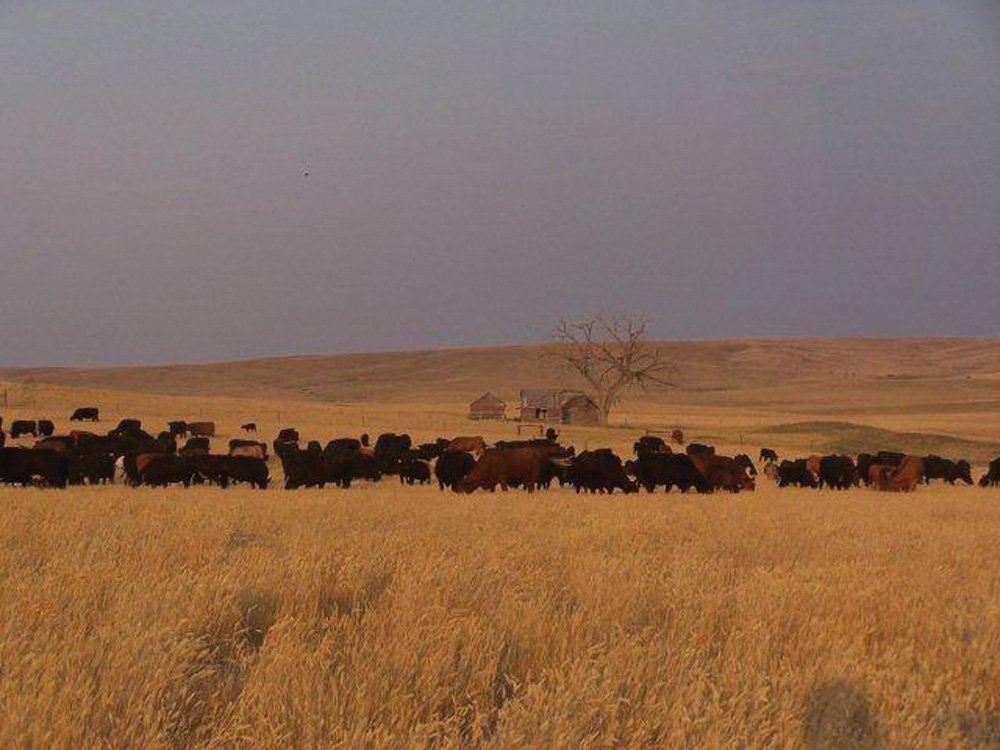 Property photo 10 - Land Auction - 2,485 Acres in 23 Tracts, Prime Pasture, Newer Country Home