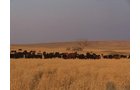 Property photo 10 - Land Auction - 2,485 Acres in 23 Tracts, Prime Pasture, Newer Country Home