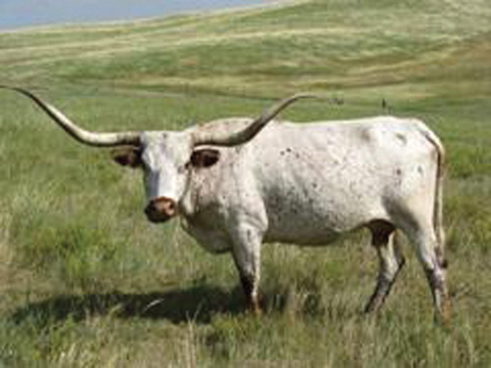 Property photo 15 - Land Auction - 2,485 Acres in 23 Tracts, Prime Pasture, Newer Country Home