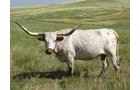 Property photo 15 - Land Auction - 2,485 Acres in 23 Tracts, Prime Pasture, Newer Country Home