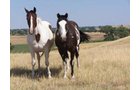 Property photo 3 - Land Auction - 2,485 Acres in 23 Tracts, Prime Pasture, Newer Country Home