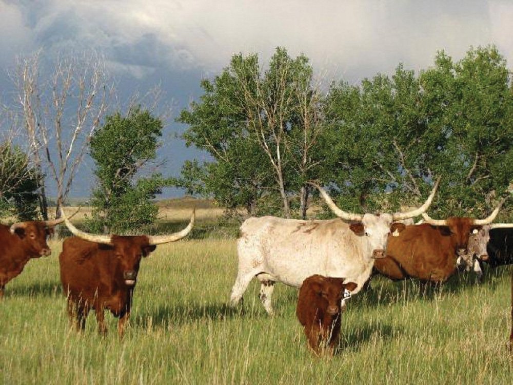 Property photo 17 - Land Auction - 2,485 Acres in 23 Tracts, Prime Pasture, Newer Country Home
