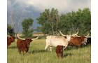 Property photo 17 - Land Auction - 2,485 Acres in 23 Tracts, Prime Pasture, Newer Country Home