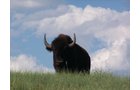 Property photo 21 - Land Auction - 2,485 Acres in 23 Tracts, Prime Pasture, Newer Country Home