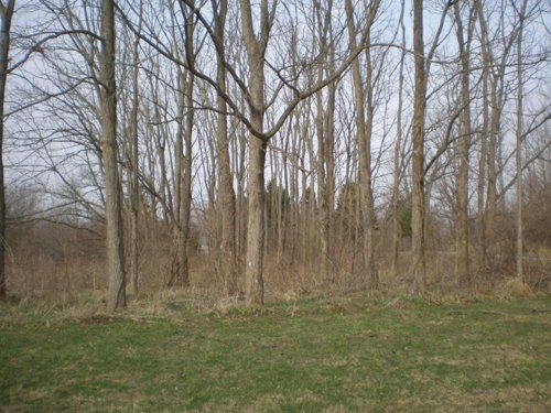 Property photo 6 - 175+/- Acres in 5 Tracts