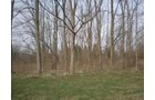 Property photo 6 - 175+/- Acres in 5 Tracts