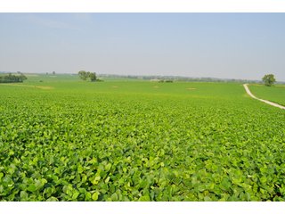 Property photo 30 - Land Auction Event of the Year! 5,529 Acres in 54 Tracts - Tillable Land, Country Estates, Building Sites, Show Barn