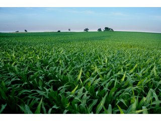 Property photo 2 - Land Auction Event of the Year! 5,529 Acres in 54 Tracts - Tillable Land, Country Estates, Building Sites, Show Barn