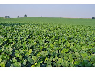 Property photo 3 - Land Auction Event of the Year! 5,529 Acres in 54 Tracts - Tillable Land, Country Estates, Building Sites, Show Barn
